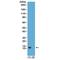 Histone Cluster 4 H4 antibody, GTX60908, GeneTex, Western Blot image 