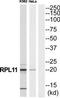 Ribosomal Protein L11 antibody, TA314458, Origene, Western Blot image 