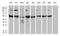 Glutamyl-TRNA Synthetase 2, Mitochondrial antibody, M08567, Boster Biological Technology, Western Blot image 
