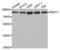 RAD17 Checkpoint Clamp Loader Component antibody, LS-C334011, Lifespan Biosciences, Western Blot image 