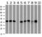 Phosphoribosylaminoimidazole Carboxylase And Phosphoribosylaminoimidazolesuccinocarboxamide Synthase antibody, GTX83949, GeneTex, Western Blot image 