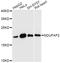 NADH:Ubiquinone Oxidoreductase Complex Assembly Factor 2 antibody, A08718-1, Boster Biological Technology, Western Blot image 