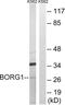 CDC42 Effector Protein 2 antibody, abx014328, Abbexa, Western Blot image 
