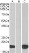 Pleckstrin Homology Like Domain Family A Member 3 antibody, MBS421278, MyBioSource, Western Blot image 