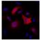 Cellular myelocytomatosis oncogene antibody, NBP2-37822, Novus Biologicals, Immunofluorescence image 