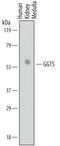 Gamma-Glutamyltransferase 5 antibody, AF7209, R&D Systems, Western Blot image 