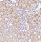 Solute Carrier Family 6 Member 18 antibody, NBP1-82024, Novus Biologicals, Immunohistochemistry frozen image 