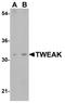 TNF Superfamily Member 12 antibody, A02009-2, Boster Biological Technology, Western Blot image 