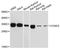 Cyclin D3 antibody, A12974, ABclonal Technology, Western Blot image 