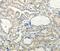 Relaxin-3 receptor 1 antibody, PA5-50590, Invitrogen Antibodies, Immunohistochemistry paraffin image 