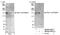 Transcriptional Regulating Factor 1 antibody, NB100-81655, Novus Biologicals, Western Blot image 