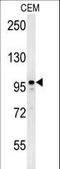 Microtubule Associated Protein 1S antibody, LS-C163990, Lifespan Biosciences, Western Blot image 