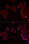 Receptor Activity Modifying Protein 3 antibody, 22-431, ProSci, Immunofluorescence image 