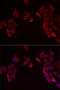 Receptor activity-modifying protein 3 antibody, 22-431, ProSci, Immunofluorescence image 