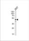 DBPB antibody, TA324685, Origene, Western Blot image 