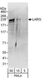 Rho Guanine Nucleotide Exchange Factor 12 antibody, A301-959A, Bethyl Labs, Western Blot image 