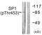 Sp1 Transcription Factor antibody, PA5-38333, Invitrogen Antibodies, Western Blot image 