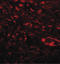 Secreted Phosphoprotein 1 antibody, LS-B10122, Lifespan Biosciences, Immunofluorescence image 