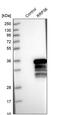Ribosomal RNA Processing 36 antibody, PA5-56291, Invitrogen Antibodies, Western Blot image 