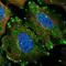 Testin antibody, NBP1-85072, Novus Biologicals, Immunofluorescence image 