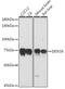 DEAD-Box Helicase 3 X-Linked antibody, GTX54030, GeneTex, Western Blot image 