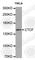 CCCTC-Binding Factor antibody, A0171, ABclonal Technology, Western Blot image 