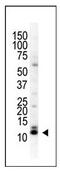 Small Ubiquitin Like Modifier 3 antibody, AP11224PU-N, Origene, Western Blot image 