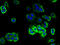 Translocation Associated Membrane Protein 2 antibody, A64846-100, Epigentek, Immunofluorescence image 