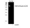 Forkhead Box O1 antibody, A00073S329, Boster Biological Technology, Western Blot image 