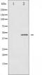 Connexin-43 antibody, TA325992, Origene, Western Blot image 