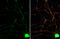 Protein Tyrosine Kinase 2 Beta antibody, GTX130887, GeneTex, Immunofluorescence image 