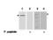 Programmed Cell Death 4 antibody, GTX85616, GeneTex, Western Blot image 
