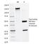 Matrix Metallopeptidase 2 antibody, 33-619, ProSci, Western Blot image 