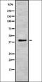 SRY-Box 18 antibody, orb336981, Biorbyt, Western Blot image 