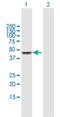 Mast cell carboxypeptidase A antibody, H00001359-B01P, Novus Biologicals, Western Blot image 