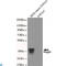 NOG antibody, LS-C813057, Lifespan Biosciences, Western Blot image 