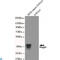 Noggin antibody, LS-C813057, Lifespan Biosciences, Western Blot image 