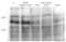 UPF1 RNA Helicase And ATPase antibody, 60-296, ProSci, Western Blot image 