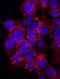 Immunoglobulin Superfamily Member 8 antibody, BAF3117, R&D Systems, Immunocytochemistry image 