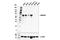 SAM And HD Domain Containing Deoxynucleoside Triphosphate Triphosphohydrolase 1 antibody, 49158S, Cell Signaling Technology, Western Blot image 