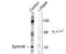 EPH Receptor B2 antibody, TA309118, Origene, Western Blot image 