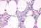 Complement C5a Receptor 1 antibody, MBS246812, MyBioSource, Immunohistochemistry frozen image 