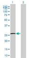 Glutathione S-Transferase Alpha 5 antibody, H00221357-D01P, Novus Biologicals, Western Blot image 