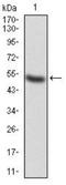 Alpha-adducin antibody, NBP2-52409, Novus Biologicals, Western Blot image 