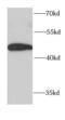 Alpha-(1,3)-fucosyltransferase antibody, FNab03249, FineTest, Western Blot image 