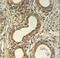 Roundabout homolog 4 antibody, LS-C162681, Lifespan Biosciences, Immunohistochemistry paraffin image 