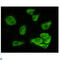 Glycogen Synthase Kinase 3 Alpha antibody, LS-C813973, Lifespan Biosciences, Immunofluorescence image 