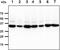 Pyrophosphatase (Inorganic) 1 antibody, GTX57682, GeneTex, Western Blot image 