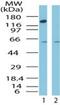 CCCTC-Binding Factor antibody, PA1-41663, Invitrogen Antibodies, Western Blot image 