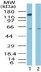 CCCTC-Binding Factor antibody, PA1-41663, Invitrogen Antibodies, Western Blot image 